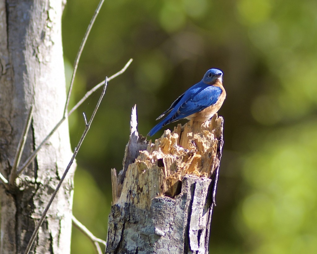 bluebird2