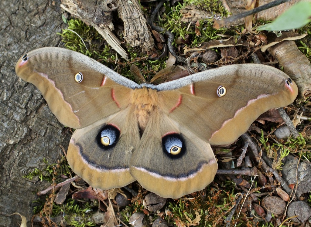 20150508_152634_DSC_4299