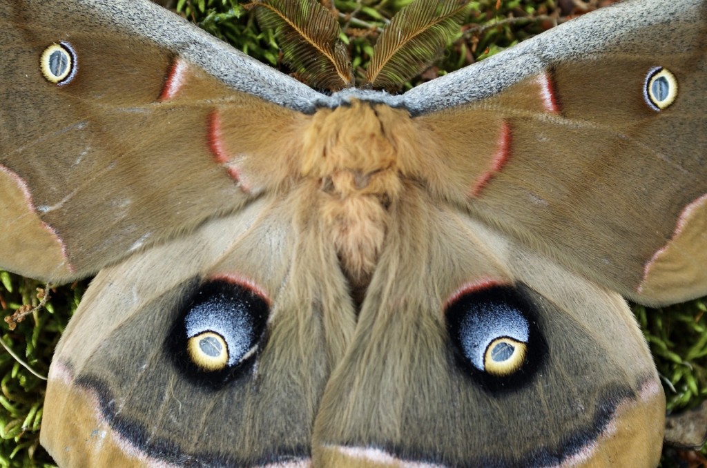 20150508_152901_DSC_4300