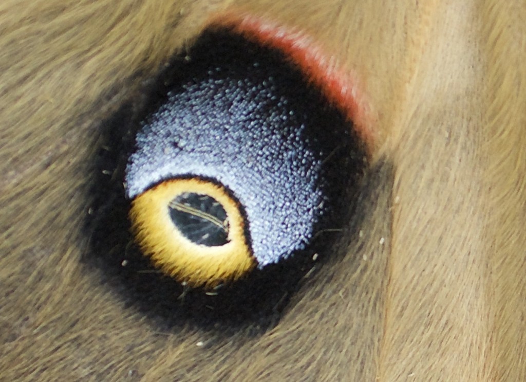 20150508_152930_DSC_4301